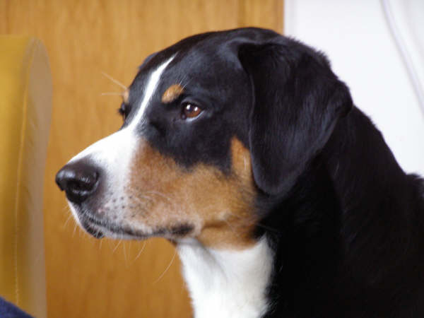 Beschrijving: Beschrijving: R:\inetpub_datafox\Bruno\doris\023.jpg